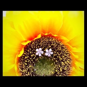 Hoku Sterling Silver Plumeria Earring Studs